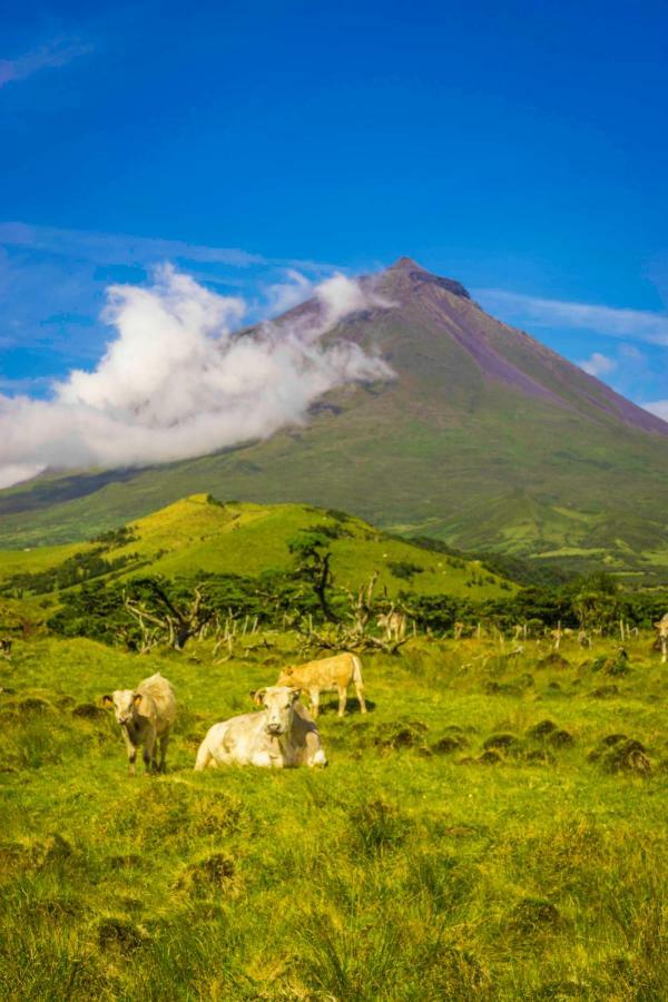Adega Ninho Da Cagarra Farm stay *